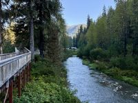 8. Tag – Tongass National Forest und Salmon Glacier – Bärenbeobachtung am Fish Creek