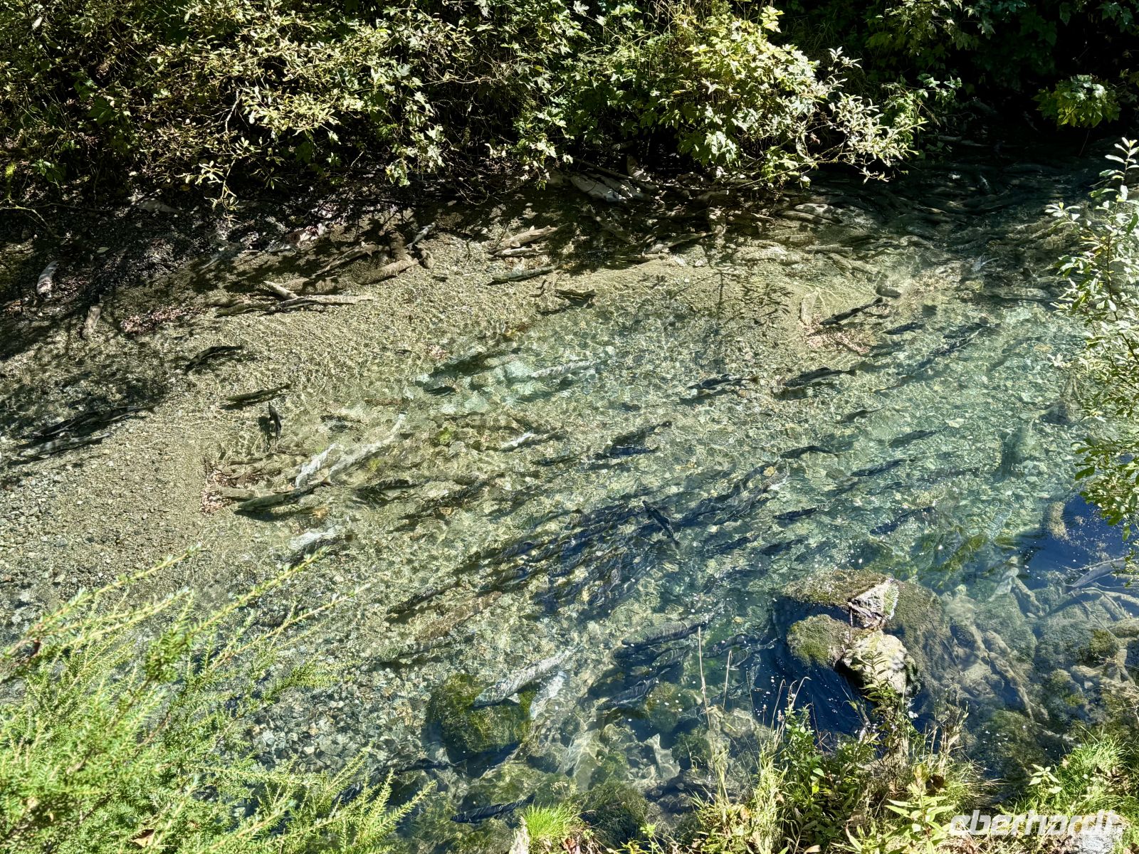8. Tag – Tongass National Forest und Salmon Glacier – 2. Bärenbeobachtung am Fish Creek