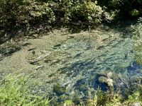 8. Tag – Tongass National Forest und Salmon Glacier – 2. Bärenbeobachtung am Fish Creek