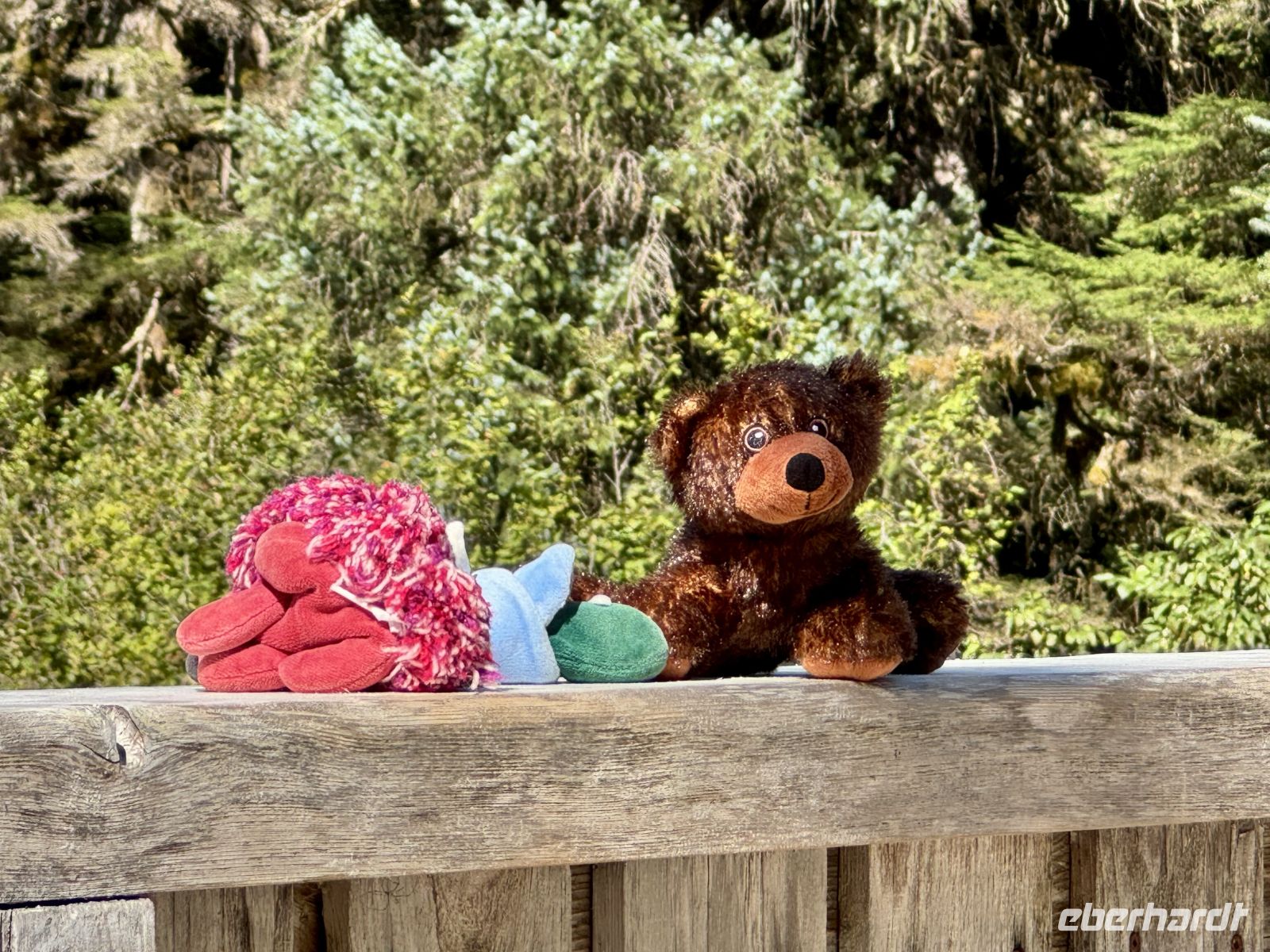 8. Tag – Tongass National Forest und Salmon Glacier – 2. Bärenbeobachtung am Fish Creek