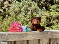 8. Tag – Tongass National Forest und Salmon Glacier – 2. Bärenbeobachtung am Fish Creek