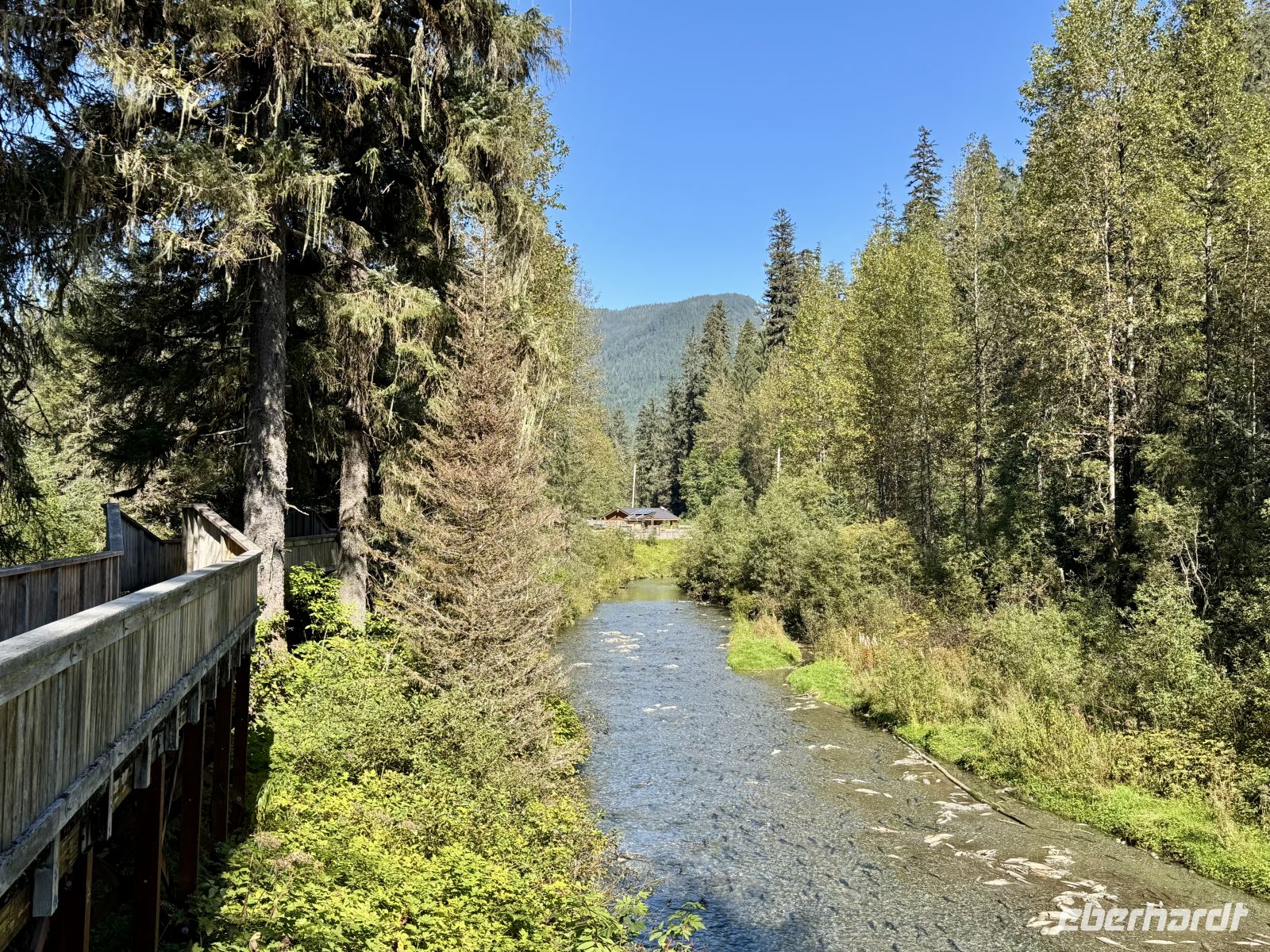 8. Tag – Tongass National Forest und Salmon Glacier – 2. Bärenbeobachtung am Fish Creek