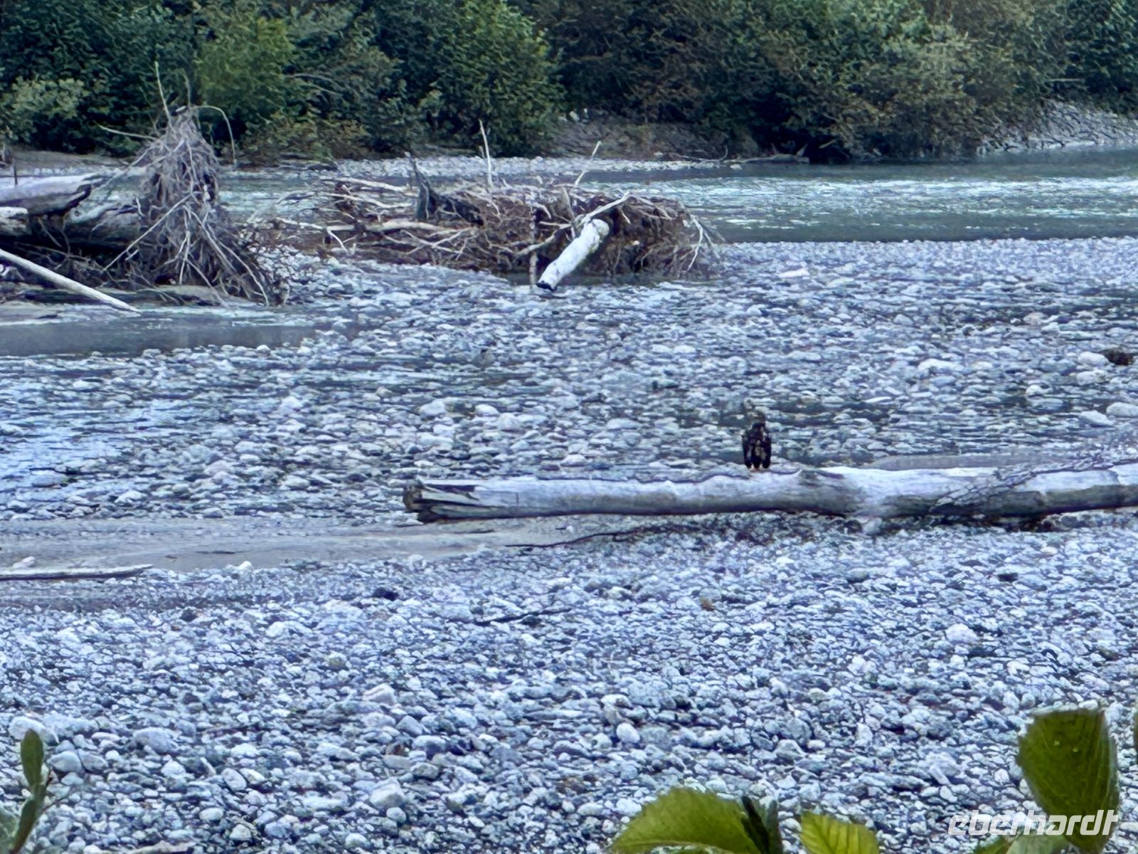 8. Tag – Tongass National Forest und Salmon Glacier – Seeadler