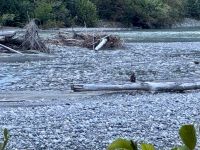 8. Tag – Tongass National Forest und Salmon Glacier – Seeadler