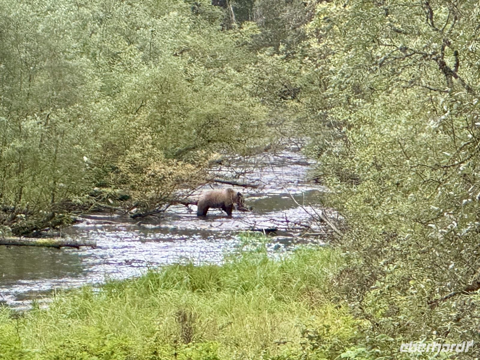 8. Tag – Tongass National Forest und Salmon Glacier – Grizzly im Fish Creek