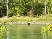 9. Tag – Stewart bis Prince Rupert – Schwarzbär am Skeena River