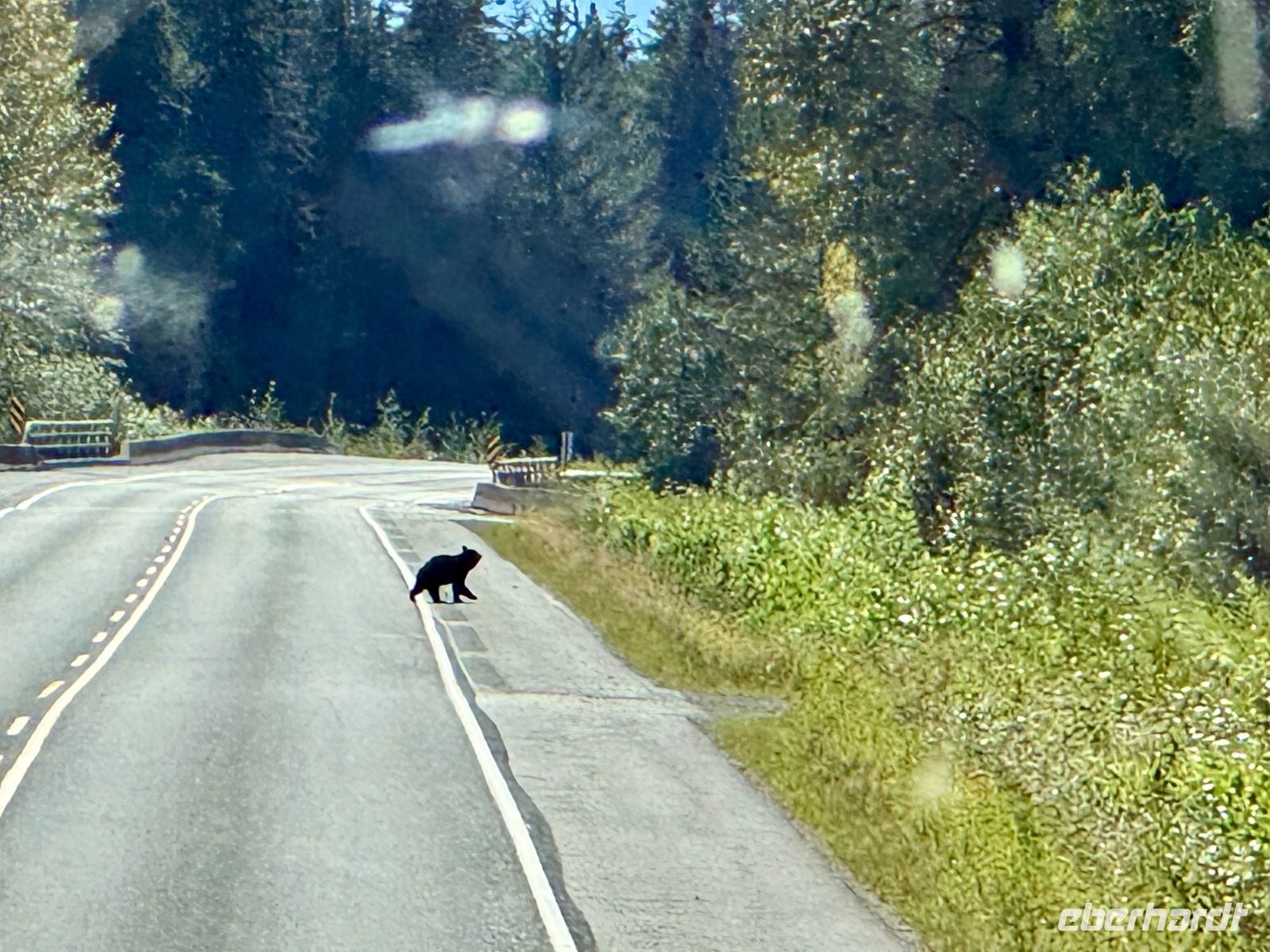 9. Tag – Stewart bis Prince Rupert – Schwarzbär überquert den Highway
