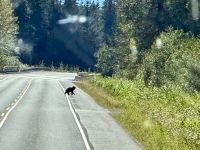 9. Tag – Stewart bis Prince Rupert – Schwarzbär überquert den Highway