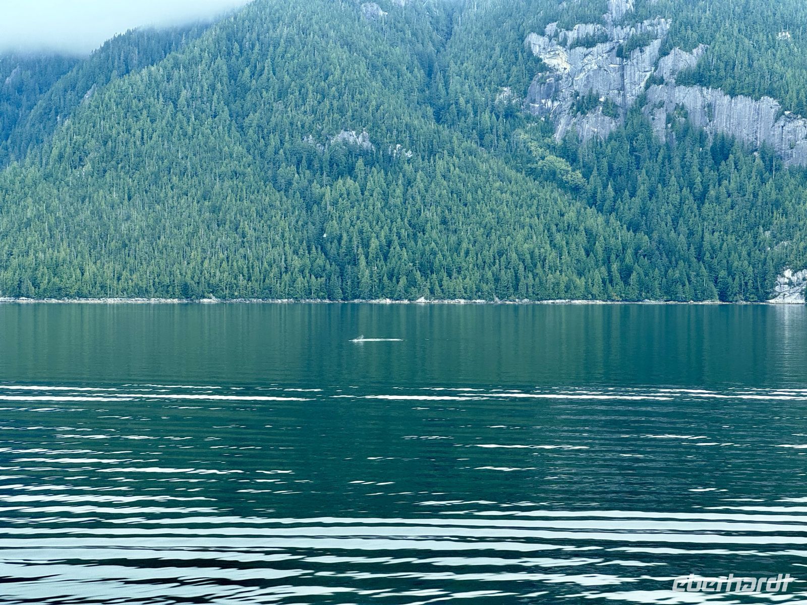 10. Tag – Fahrt mit der Fähre durch die Inside Passage – Sichtung von Buckelwalen