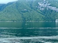10. Tag – Fahrt mit der Fähre durch die Inside Passage – Sichtung von Buckelwalen
