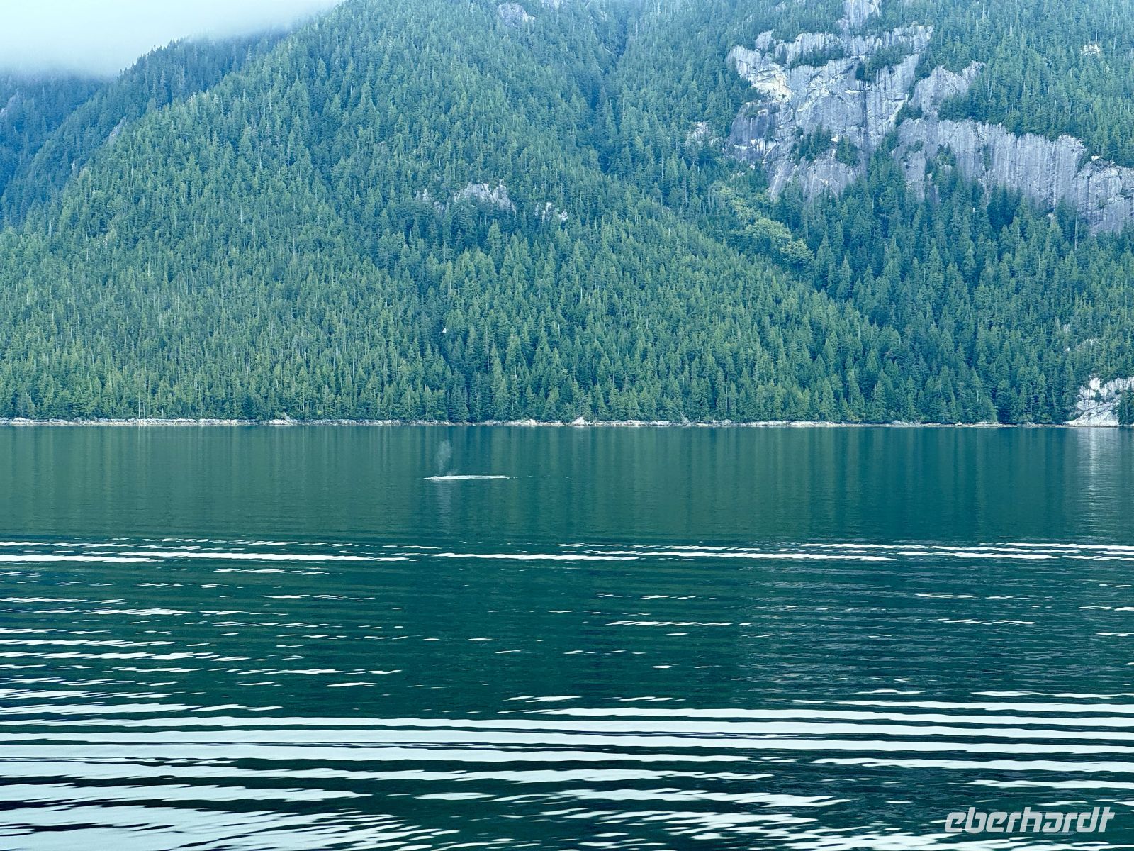 10. Tag – Fahrt mit der Fähre durch die Inside Passage – Sichtung von Buckelwalen