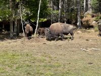 4. Tag – Fahrt durch den Omega-Wildpark – Bisonherde