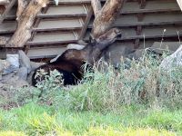 4. Tag – Fahrt durch den Omega-Wildpark – Elchkuh