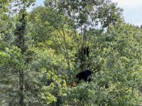 4. Tag – Fahrt durch den Omega-Wildpark – Seltene Baumbären