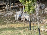 4. Tag – Fahrt durch den Omega-Wildpark – Schneeziegen