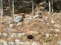 4. Tag – Fahrt durch den Omega-Wildpark – Zimtbären