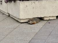 4. Tag – Murmeltier am Nationalmuseum für Geschichte und Gesellschaft in Gatineau