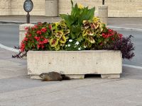 4. Tag – Murmeltier am Nationalmuseum für Geschichte und Gesellschaft in Gatineau