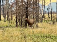 12. Tag – Jasper bis Clearwater – Wapitikuh am Straßenrand
