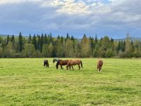 12. Tag – Jasper bis Clearwater – Ausflug in den Wells Gray Park – Abendessen auf der Wells Gray Ranch
