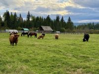 12. Tag – Jasper bis Clearwater – Ausflug in den Wells Gray Park – Abendessen auf der Wells Gray Ranch
