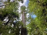 14. Tag – Whistler bis Tofino – Spaziergang durch den Cathedral Cove im MacMillan Provincial Park