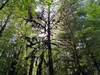 14. Tag – Whistler bis Tofino – Spaziergang durch den Cathedral Cove im MacMillan Provincial Park