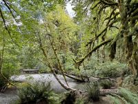 14. Tag – Whistler bis Tofino – Spaziergang durch den Cathedral Cove im MacMillan Provincial Park