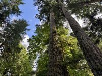 14. Tag – Whistler bis Tofino – Spaziergang durch den Cathedral Cove im MacMillan Provincial Park