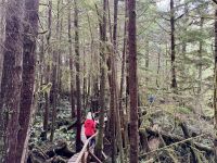 15. Tag – Tofino & Pacific Rim National Park – Spaziergang durch den Regenwald