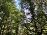 15. Tag – Tofino & Pacific Rim National Park – Spaziergang durch den Regenwald