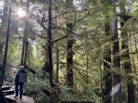 15. Tag – Tofino & Pacific Rim National Park – Spaziergang durch den Regenwald