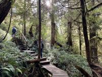 15. Tag – Tofino & Pacific Rim National Park – Spaziergang durch den Regenwald