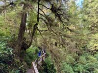 15. Tag – Tofino & Pacific Rim National Park – Spaziergang durch den Regenwald