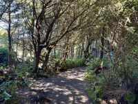 15. Tag – Tofino & Pacific Rim National Park – Spaziergang auf dem Ucluelet Lighthouse Loop