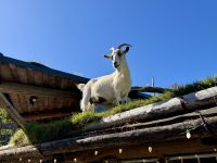 16. Tag – Tofino bis Victoria – Old Farmers' Market in Coombs