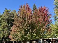 16. Tag – Tofino bis Victoria – Laubfärbung in Chemainus