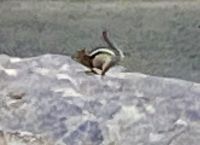 husch husch husch Streifenhörnchen