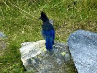 Blue Jay mit seiner schönen Haube