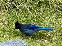 Dieser Heer wartet auf unsere Krümel