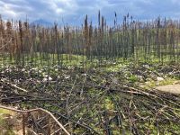 Letztes Jahr war das grosse Feuer, heute erholt sich die Natur