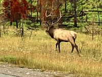 Stolzer Wapiti in Jasper