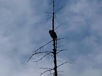 Die Eule bei Medicin Lake