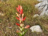 Indian Paintbrush