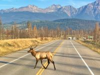 oh, er spaziert einfach über die Strasse bei Jasper