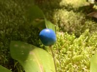 die knall blaue Beere