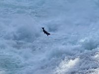 fliegende Lachse bei Beilys chutes