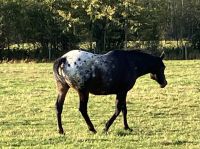 Apalusia Pferd auf der Ranch in Wells Grey Park