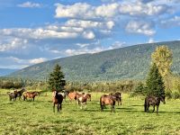 Pferde Herde in der Black Horse Ranch