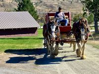 mit der Pferdekutsche auf der Goldgraeberstrasse 